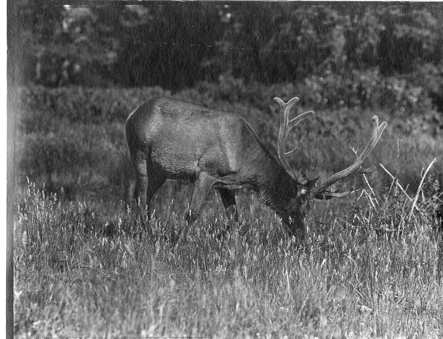 elk