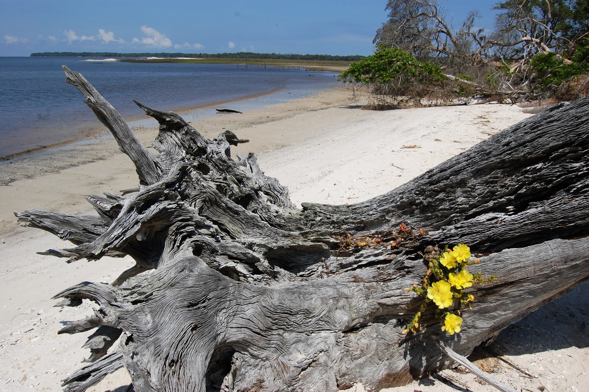 A yellow flower grows out of a stump on the shores of Cumberland Island. 