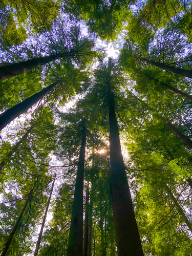 Towering tree trunks reach up towards a green canopy and slivers of blue sky. 