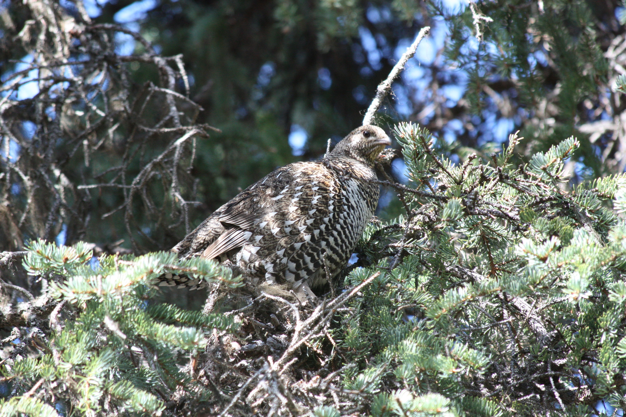 A spruce grouse in a spruce tree