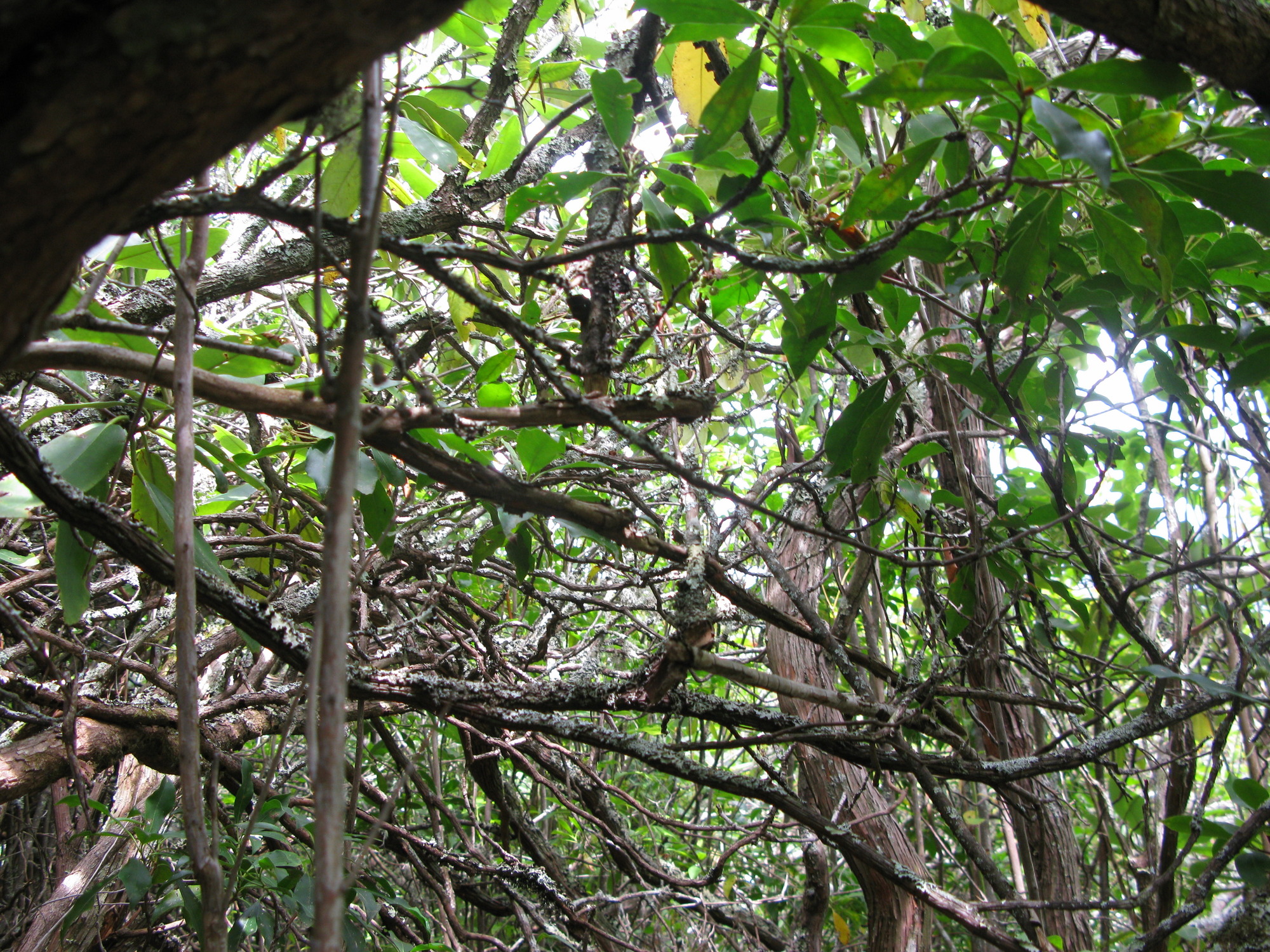 GRSM Accuracy Assessment. Plot Code: GRSM_AA_0072_2