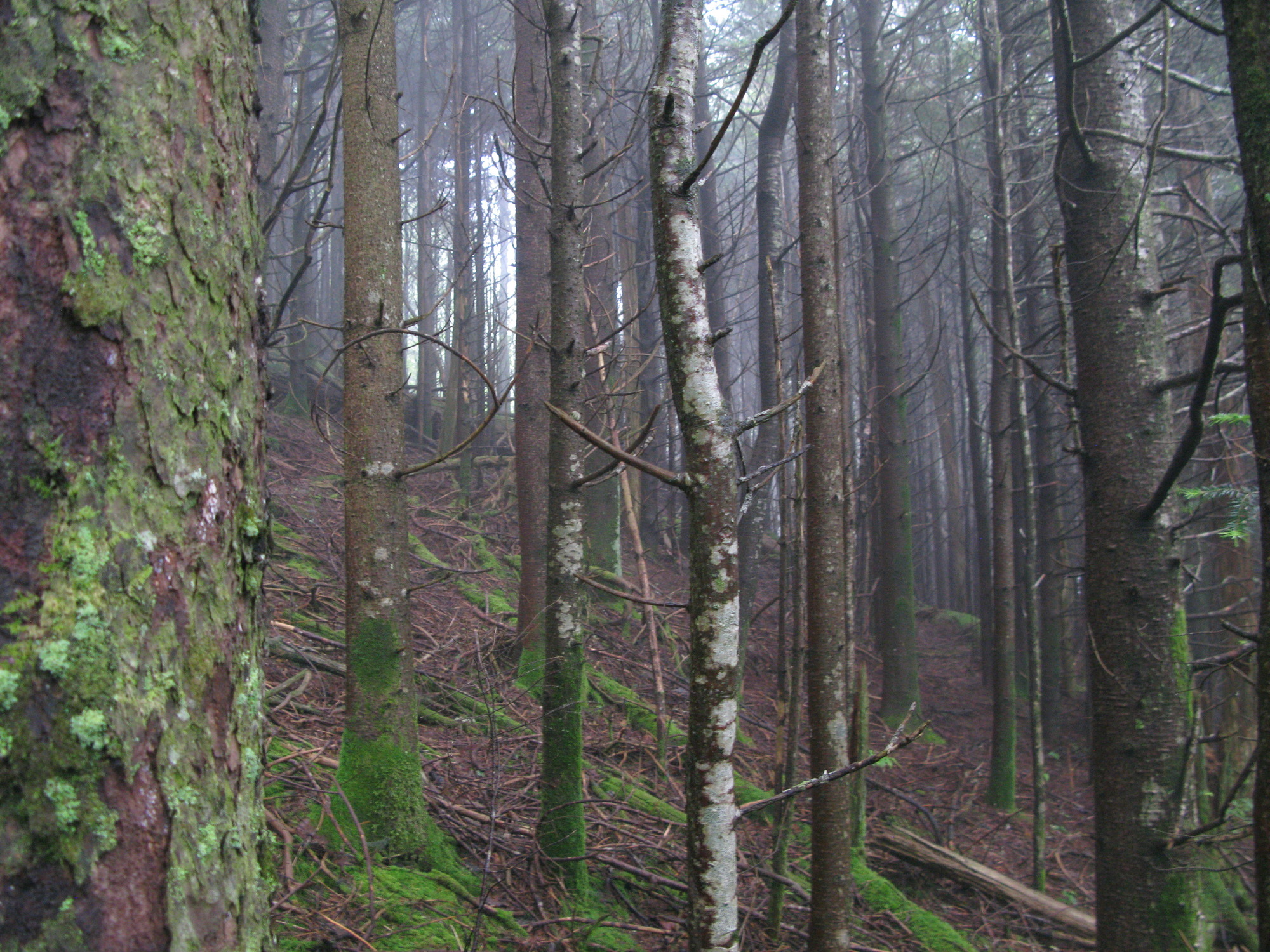 GRSM Accuracy Assessment. Plot Code: GRSM_AA_0630_3