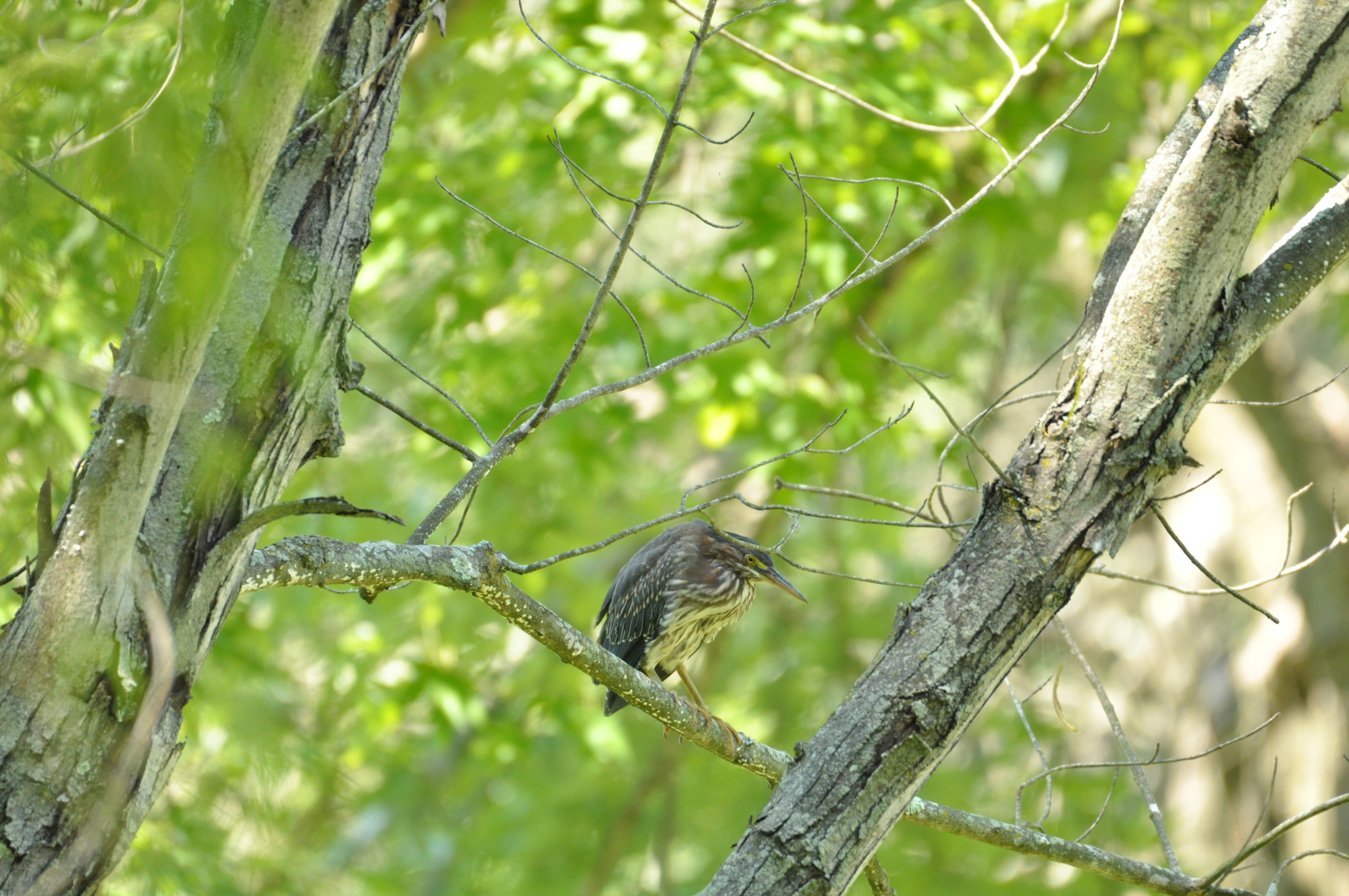 Green Heron