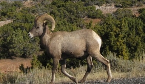 A ram on the park road