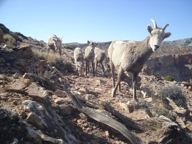 Several sheep along the trail