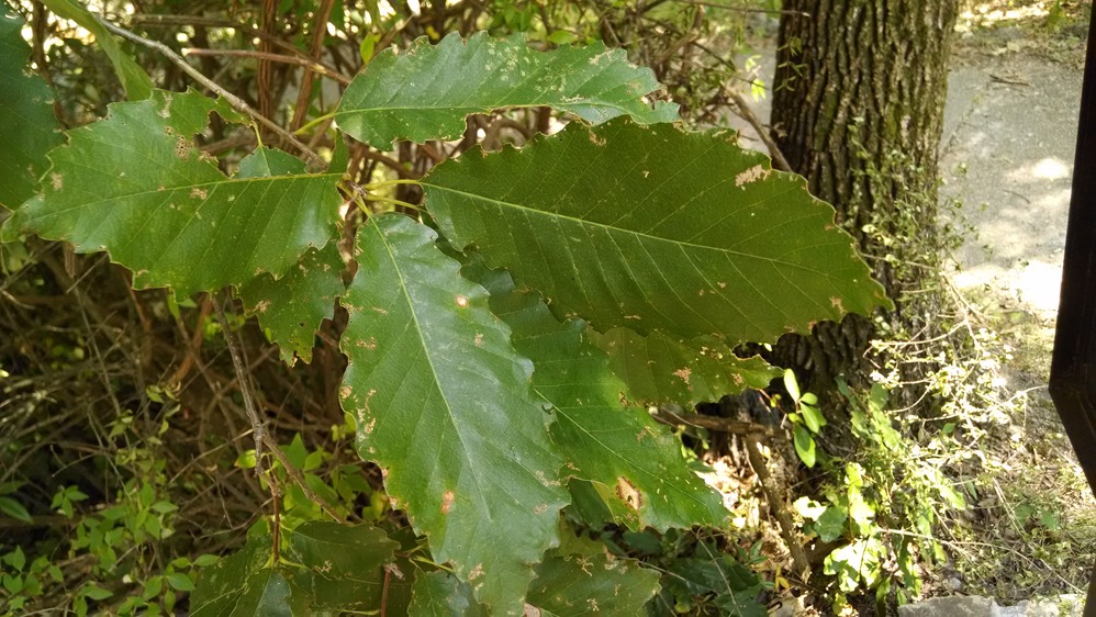 Swamp Chestnut Oak