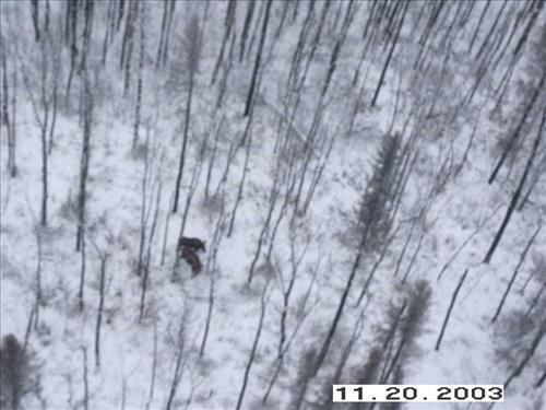 Moose Survey, Yukon-Charley, 2003