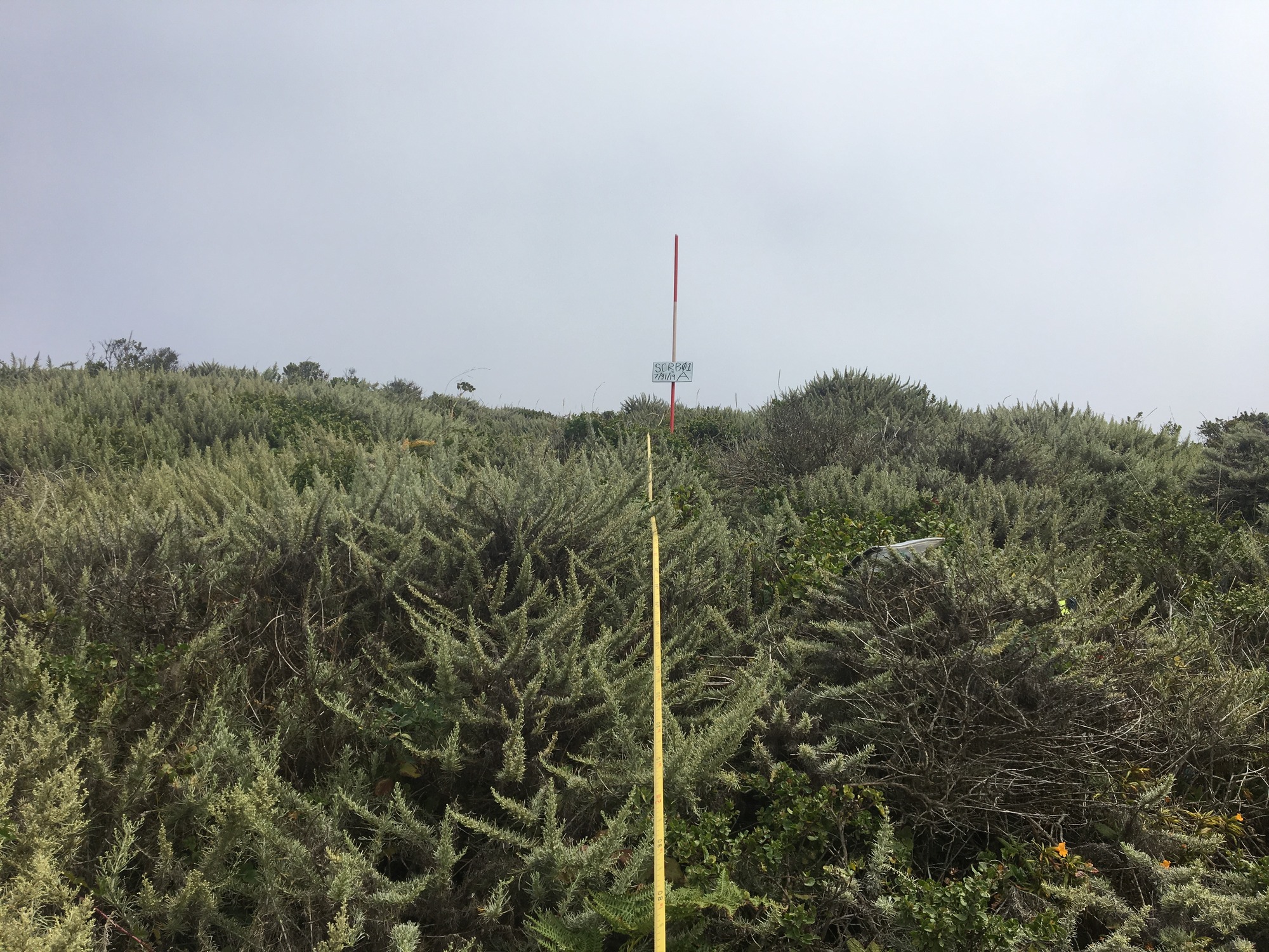 Eye-level view from the center point of a plant community monitoring plot