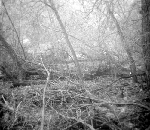 Trees and branches being cleared for the set up of the lodge spray field.