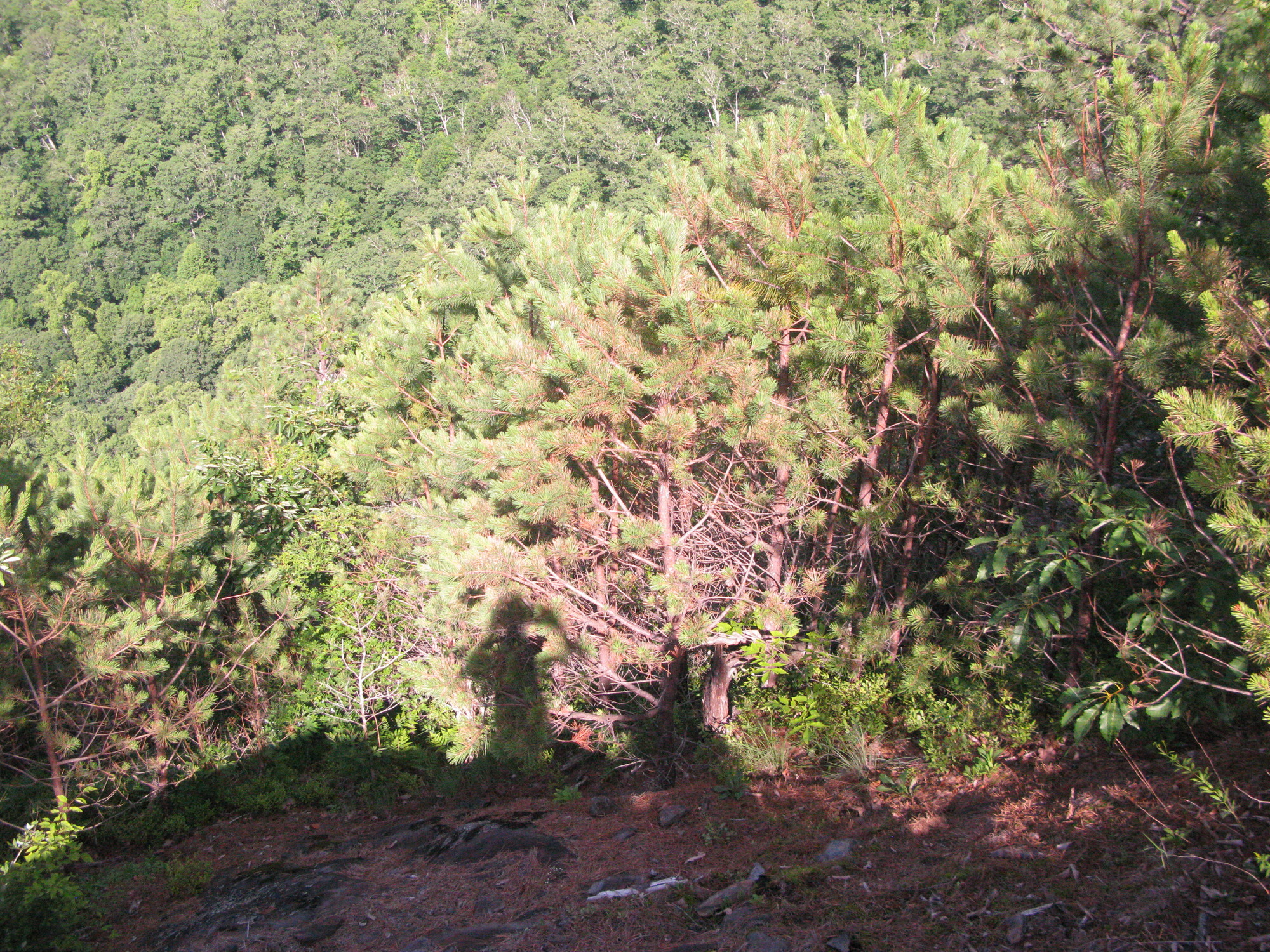 GRSM Accuracy Assessment. Plot Code: GRSM_AA_0085_5