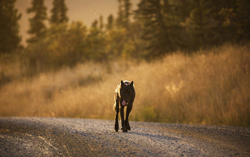 black wolf walking down a dirt road