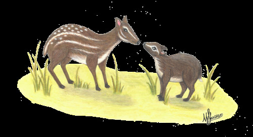 A paleoartistic reconstruction of what it might look like for Santuccimeryx to interact with Leptomeryx. 