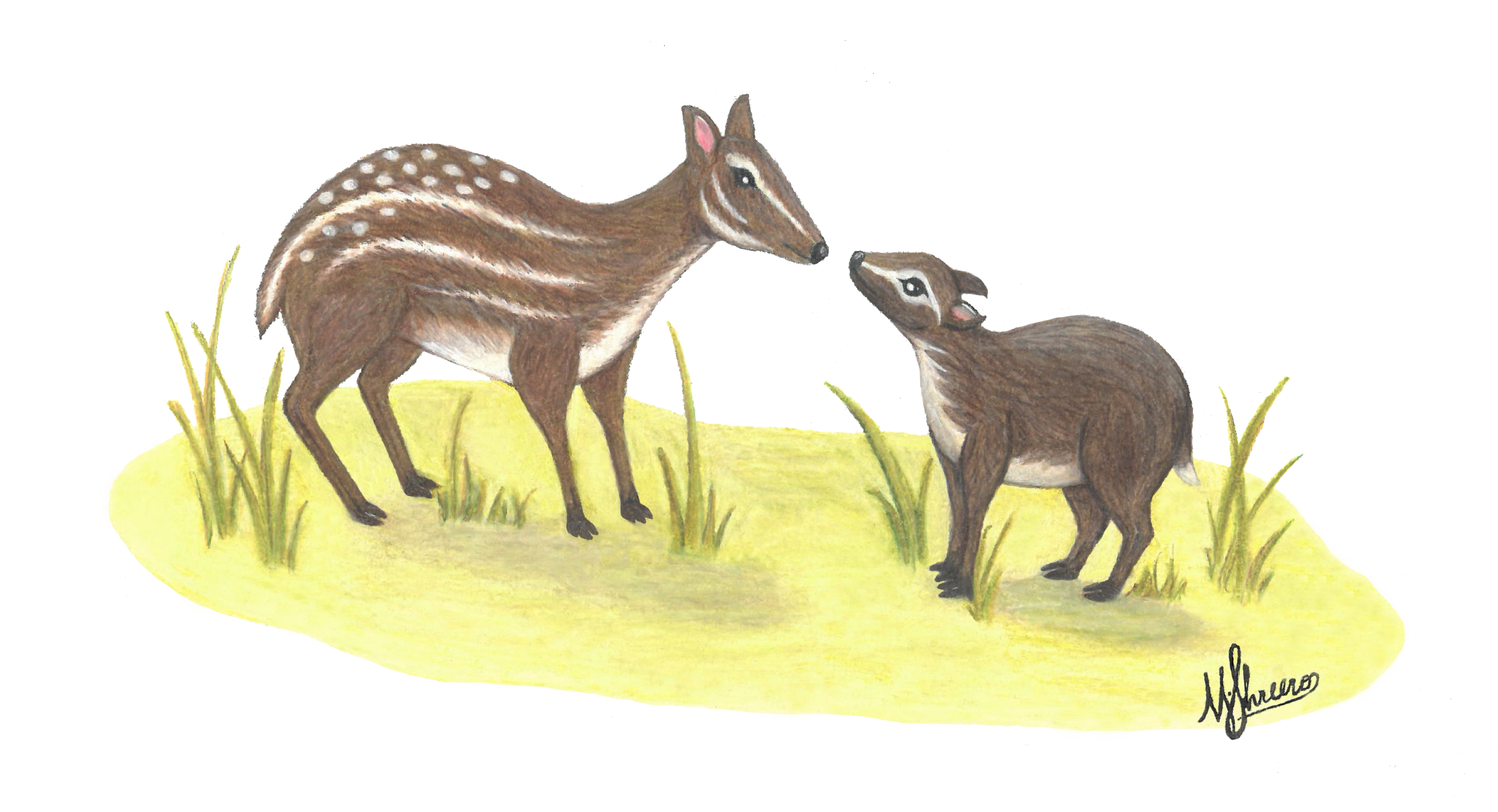 A paleoartistic reconstruction of what it might look like for Santuccimeryx to interact with Leptomeryx. 