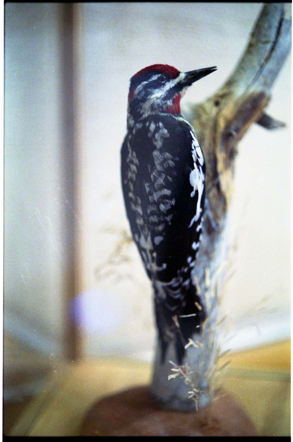 Color Photos of stuffed animals in the old visitor center exhibits.
