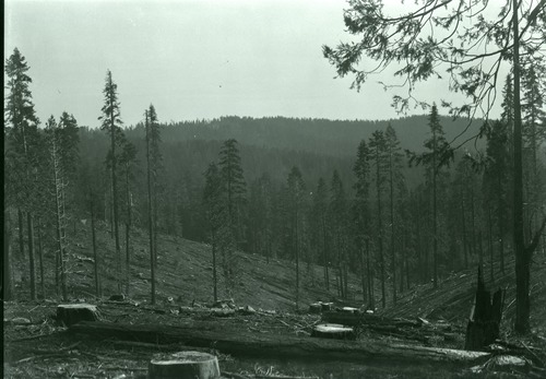 Yosemite Lumber Co. cut over lands, trees shown are fire & contain no merchantable timber. Fire burned over slashings after logging operations.