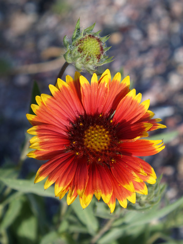 a bright red flower with many yellow tipped petals
