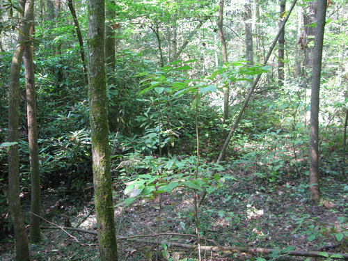 GRSM Accuracy Assessment. Plot Code: GRSM_AA_0512_5