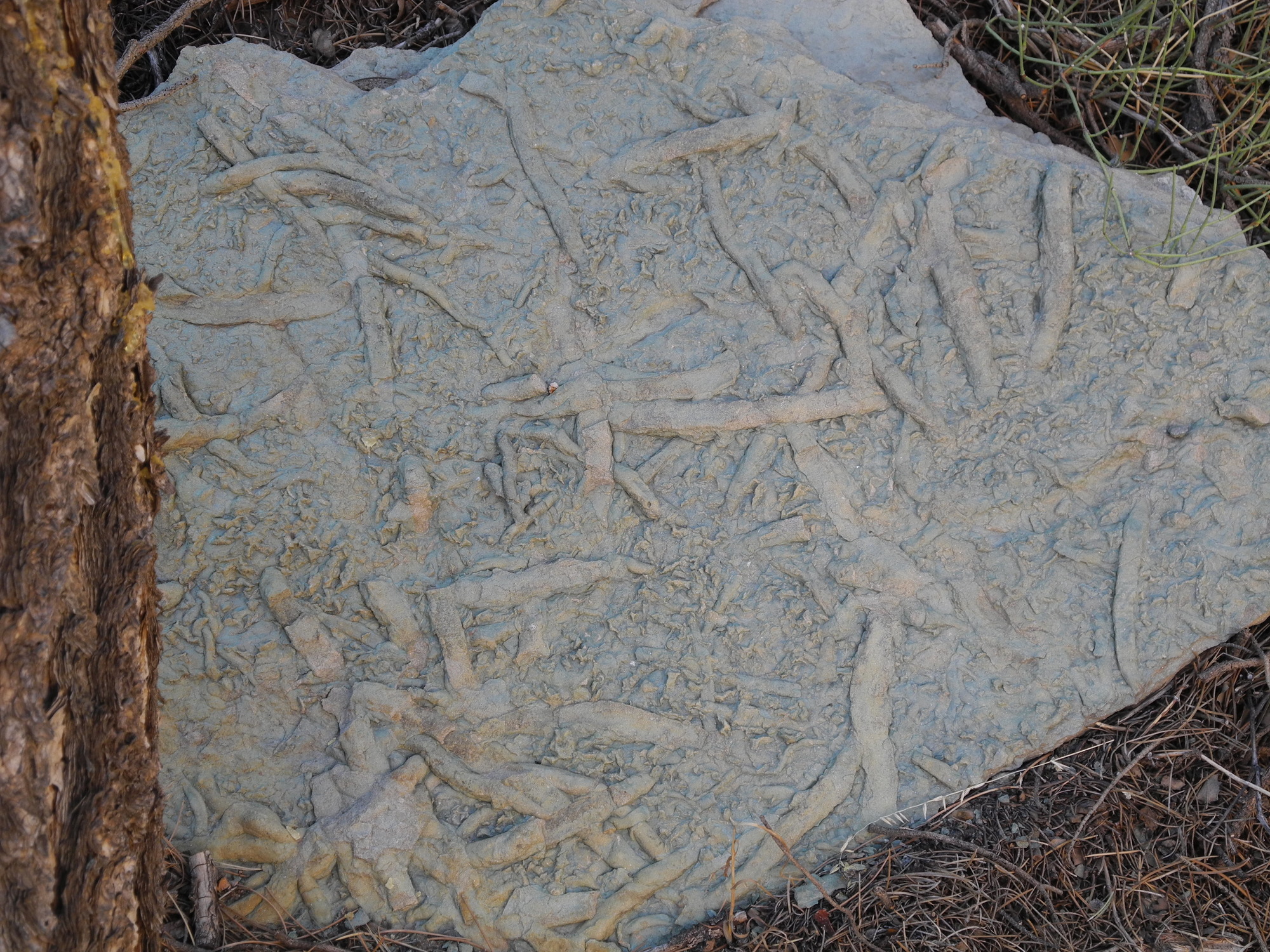 a slab of gray rock with several raised tube shapes on it. 