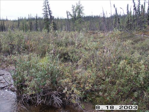 Wolf Survey, Denali, 2003