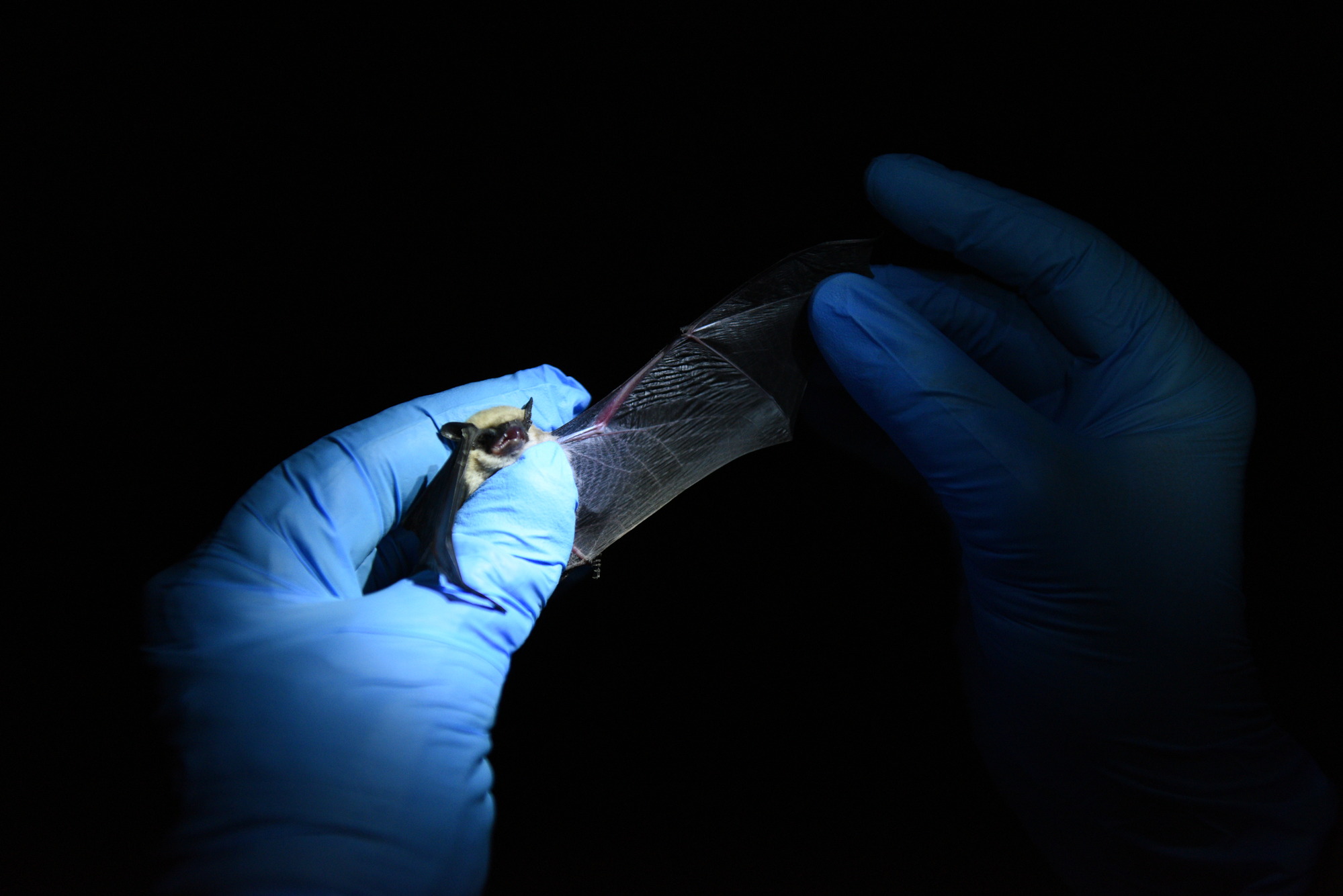 A researcher holding a small bat. 