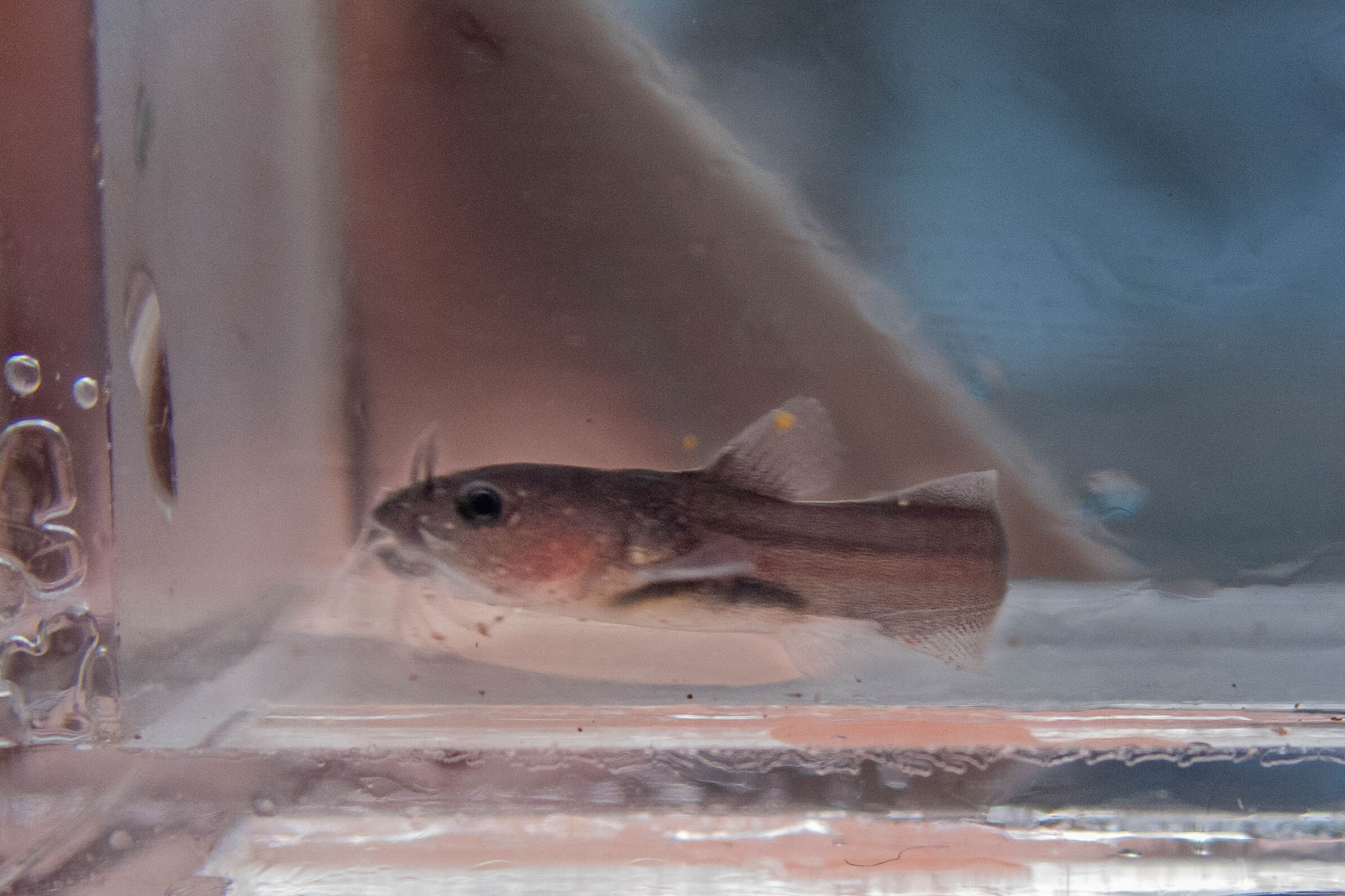 Noturus insignis (margined madtom) - head and mouth, young of year