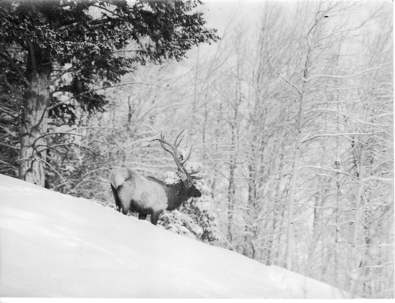 Yellowstone National Park