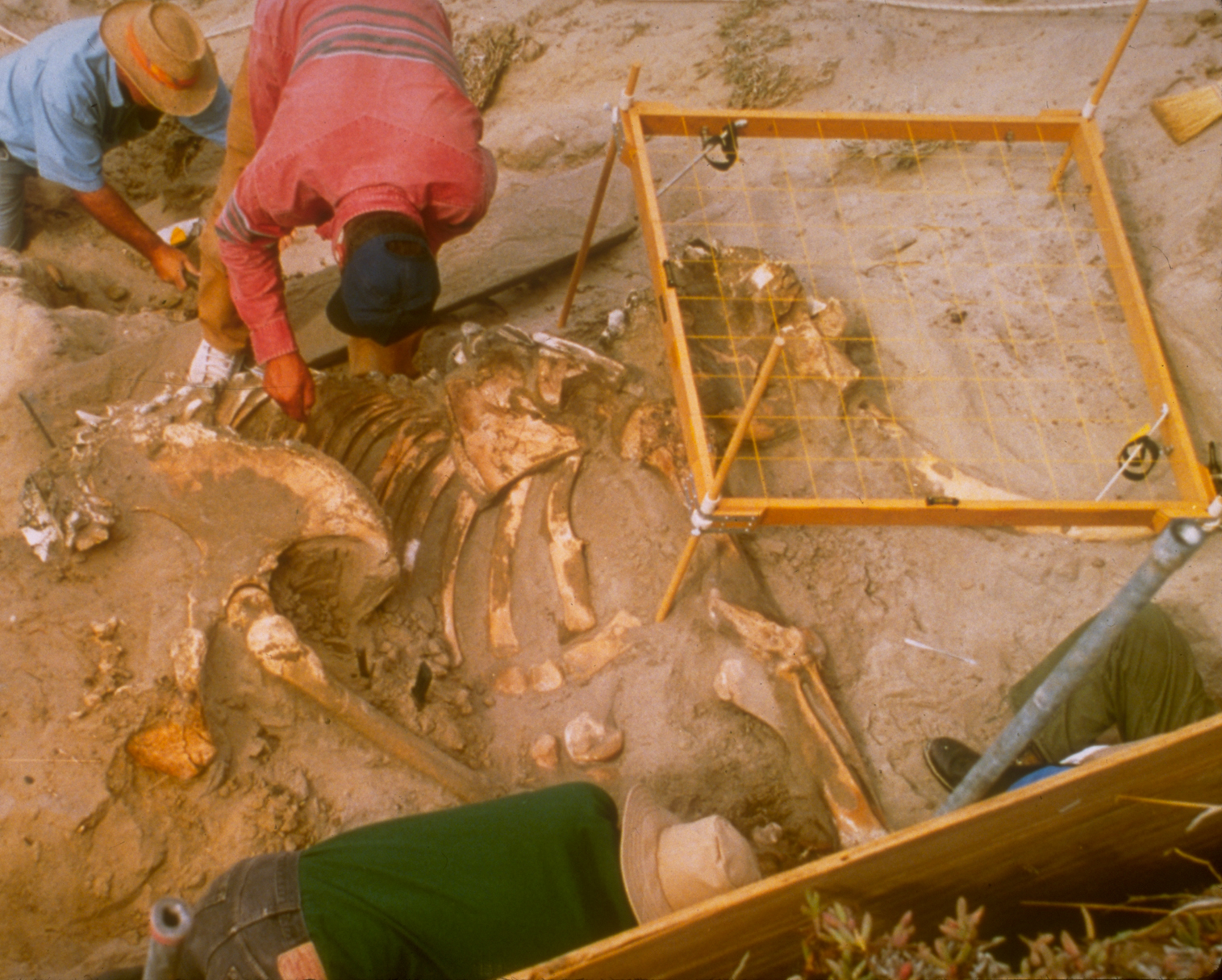3-4 people work in a wide dirt hole to uncover a small mammoth fossil.