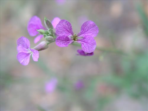 Schoenocrambe linearifolia. Big Bend National Park, Chisos Mnts. August 2003
