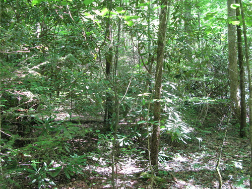 GRSM Accuracy Assessment. Plot Code: GRSM_AA_0949_4