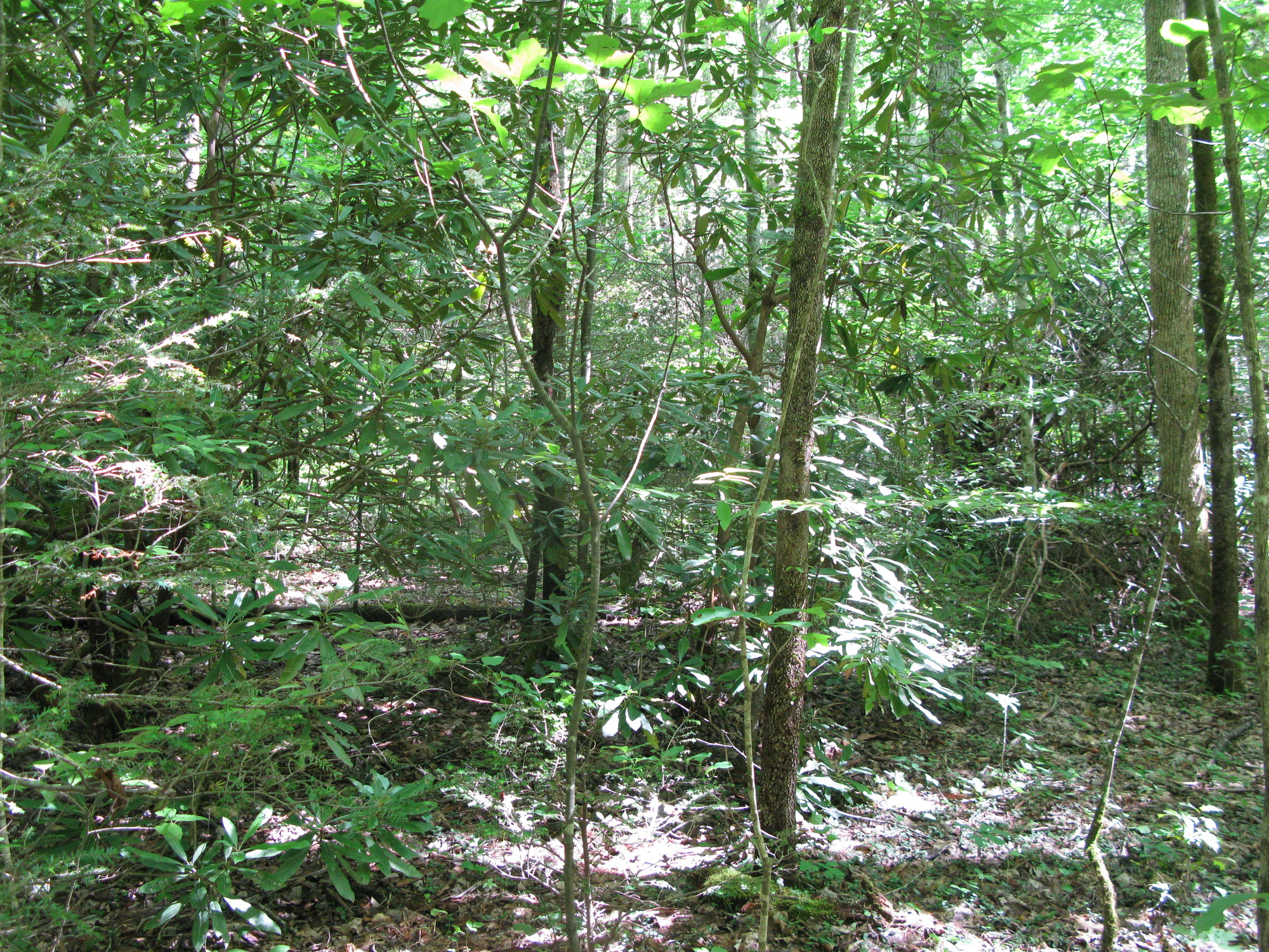 GRSM Accuracy Assessment. Plot Code: GRSM_AA_0949_4