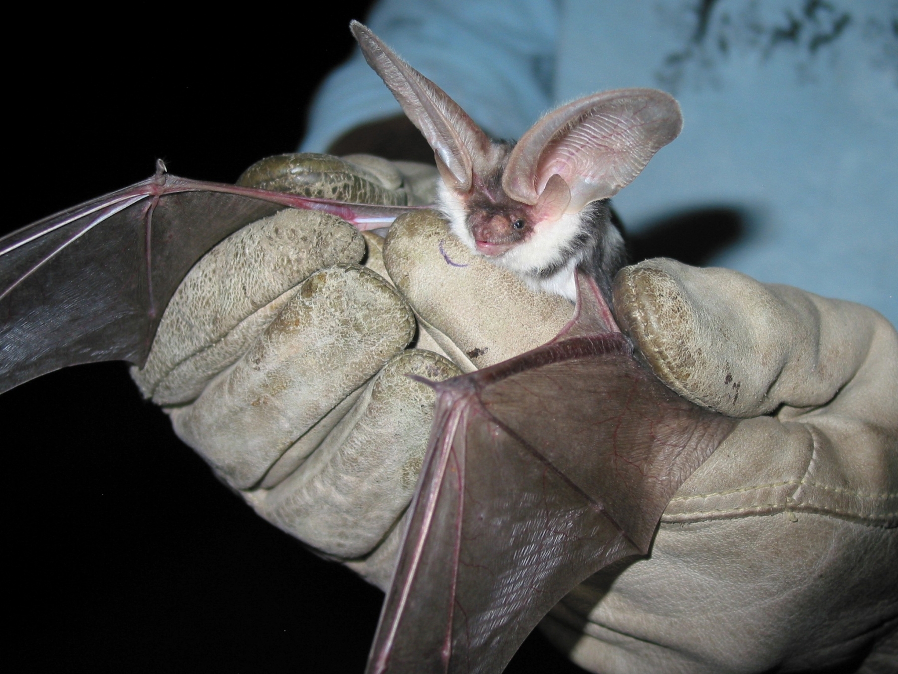 A spotted bat with large ears is held in a researcher's gloved hands.