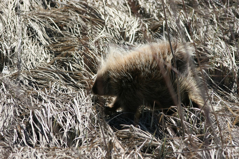 A porcupine in April strolls across the previous year's tried grass