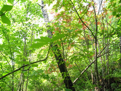 Plot Code: GRSM_AA_0603_5