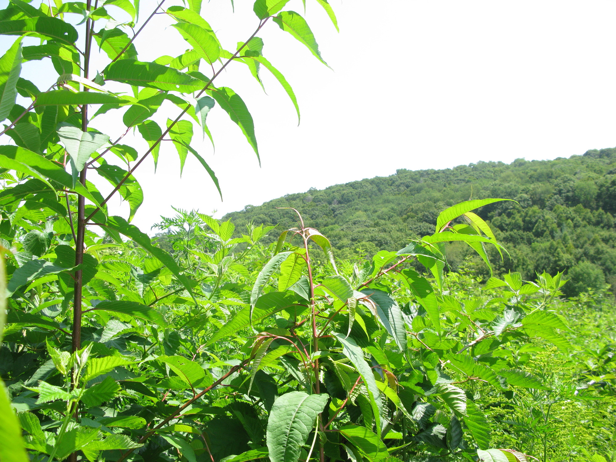 GRSM Accuracy Assessment. Plot Code: GRSM_AA_0073_6