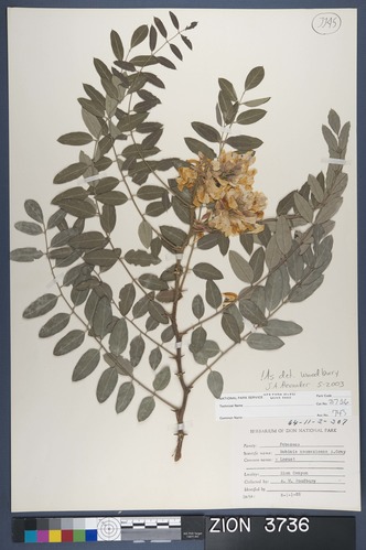 Herbarium Specimen Sheet 3736