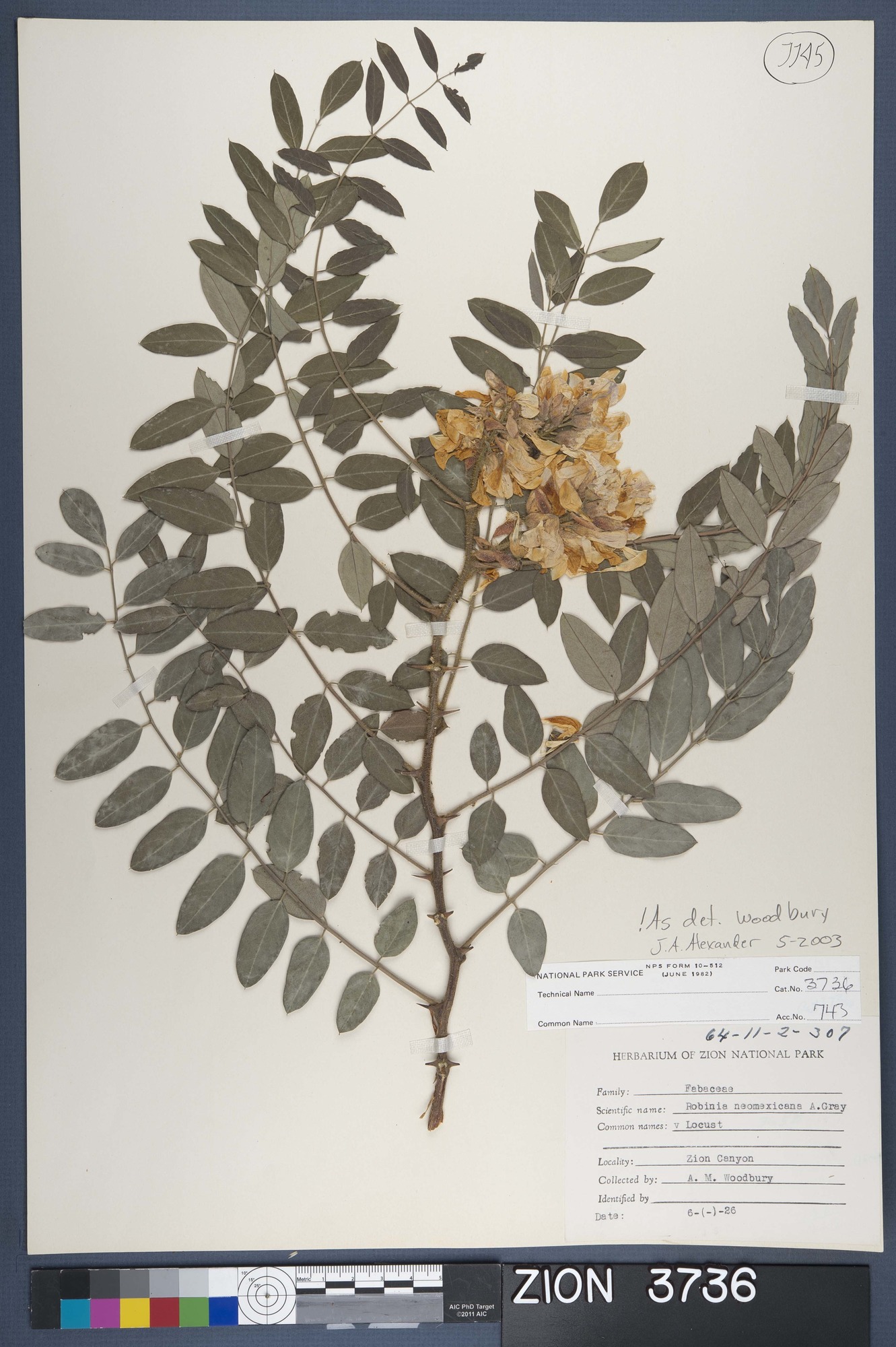 Herbarium Specimen Sheet 3736