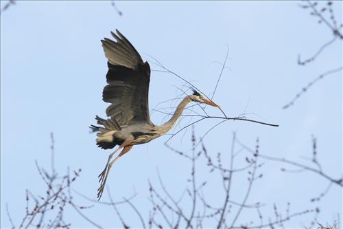 Great blue heron in Cuyahoga Valley National Park