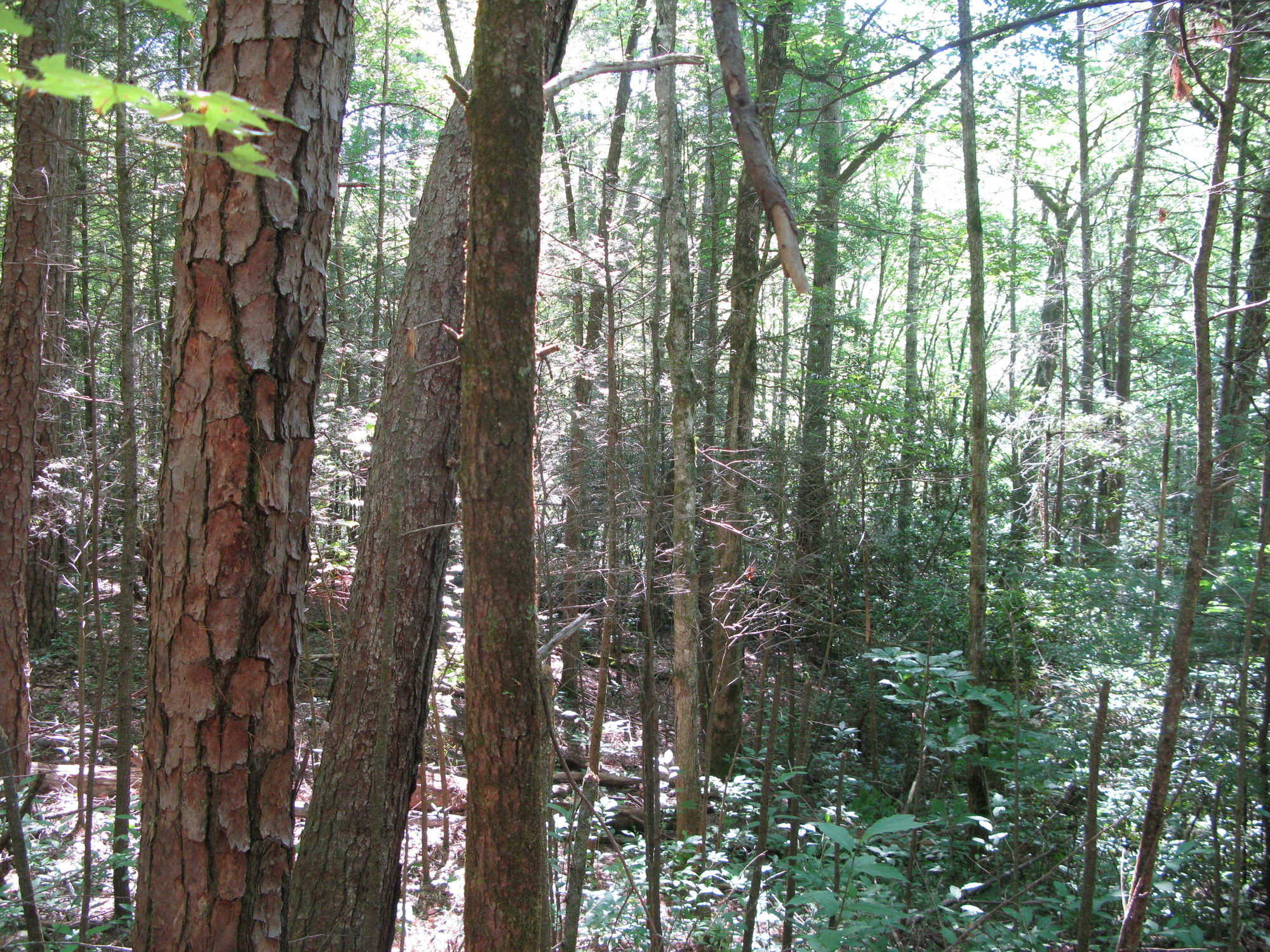 GRSM Accuracy Assessment. Plot Code: GRSM_AA_0180_6