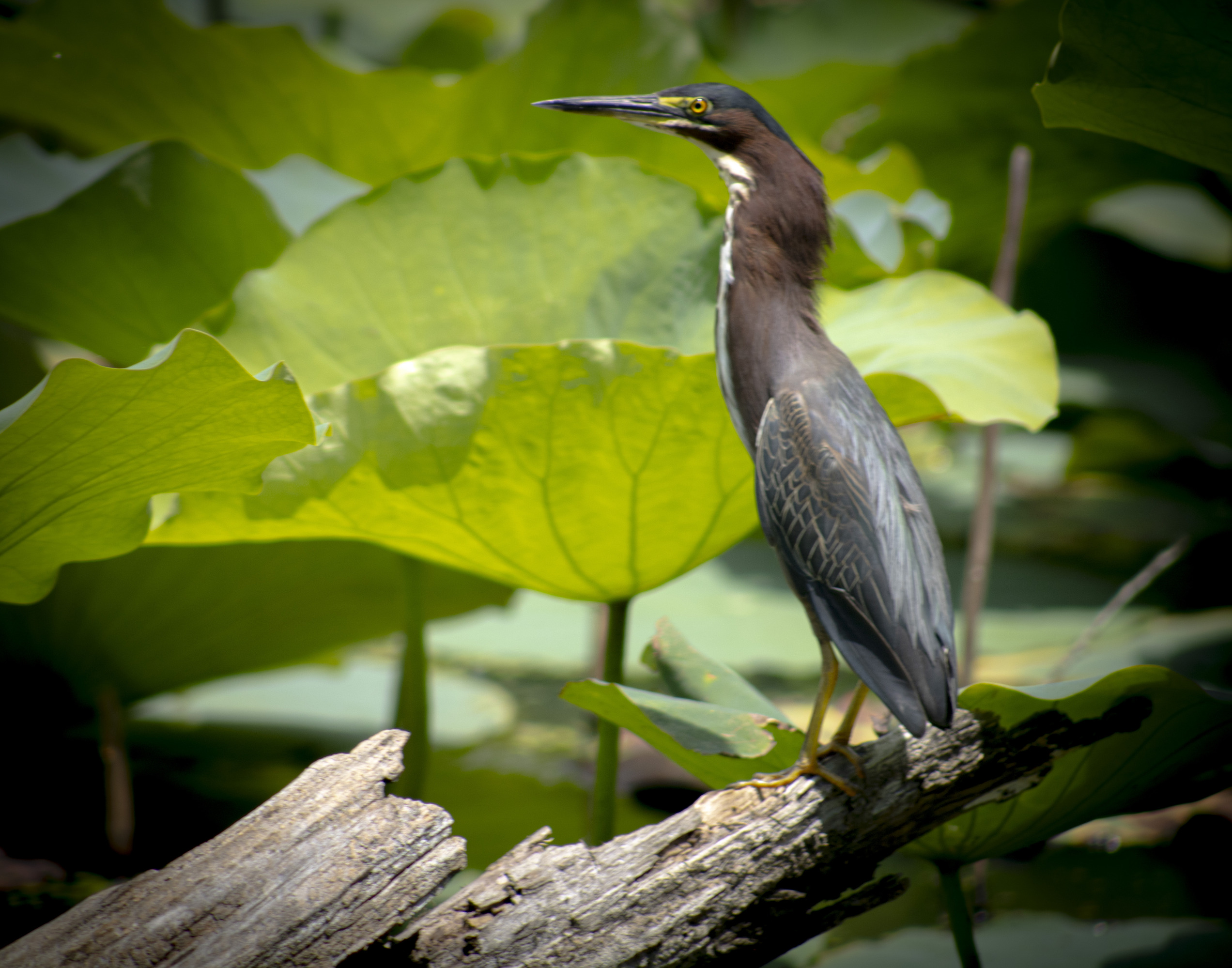 The green heron stretch its neck to appear large in alarm for potential danger.  