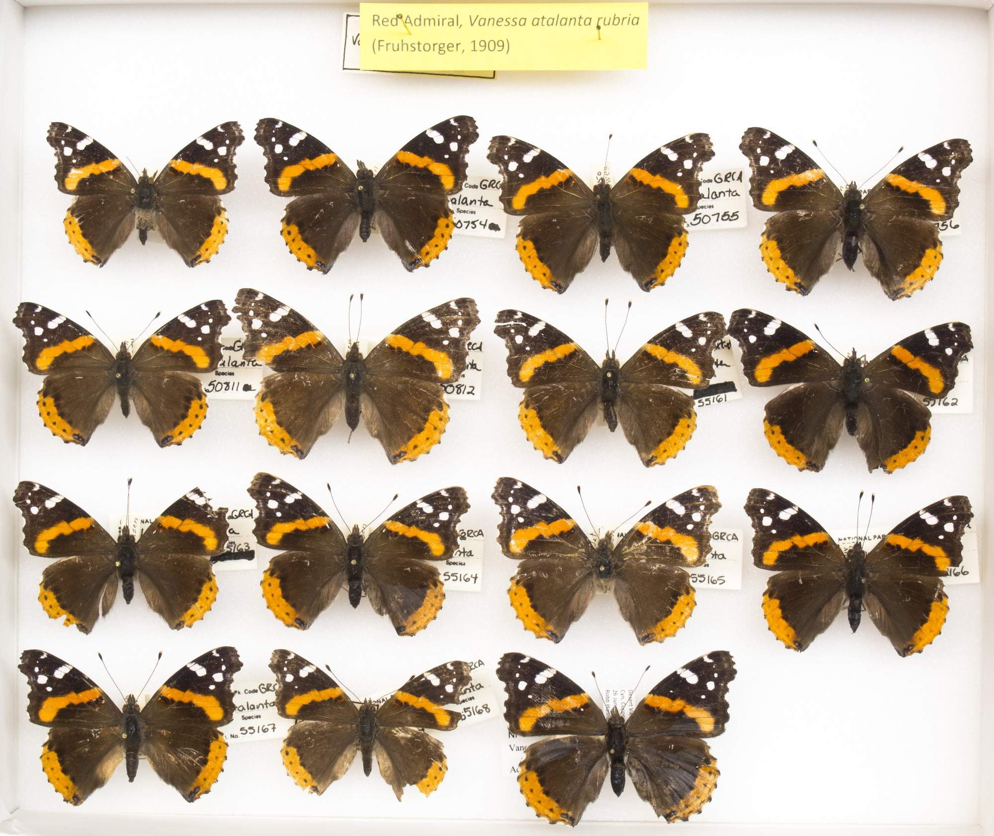 Red Admiral, Vaness atalanta rubia. Series. Grand Canyon Museum Collection..JPG