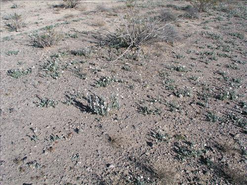Synthlipsis greggii. Big Bend National Park, Dog Flat. January 2005