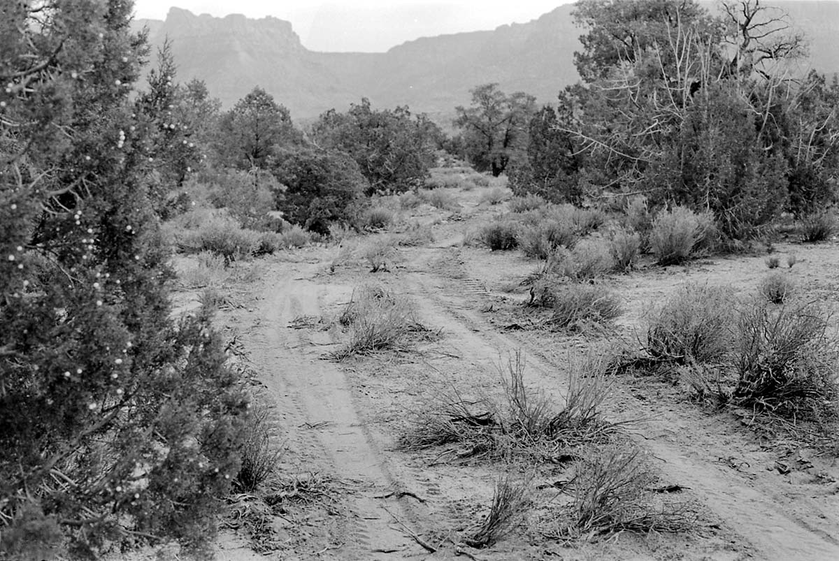 BW photo of the 1937 grazing study 35MM.