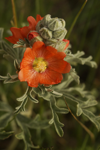 Closeup of an orange petaled flower with yellow center.