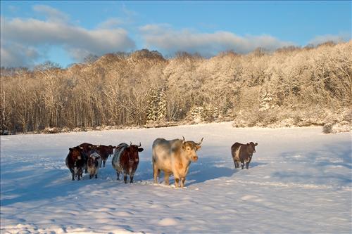 Hale Farm and Village within Cuyahoga Valley National Park