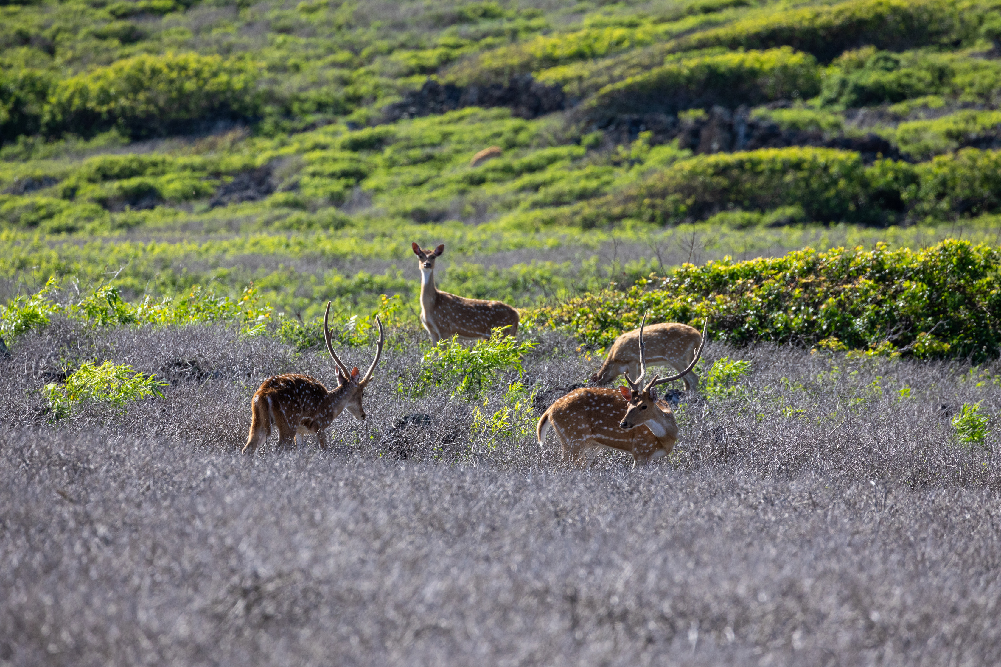 A group of small axis deer in brush