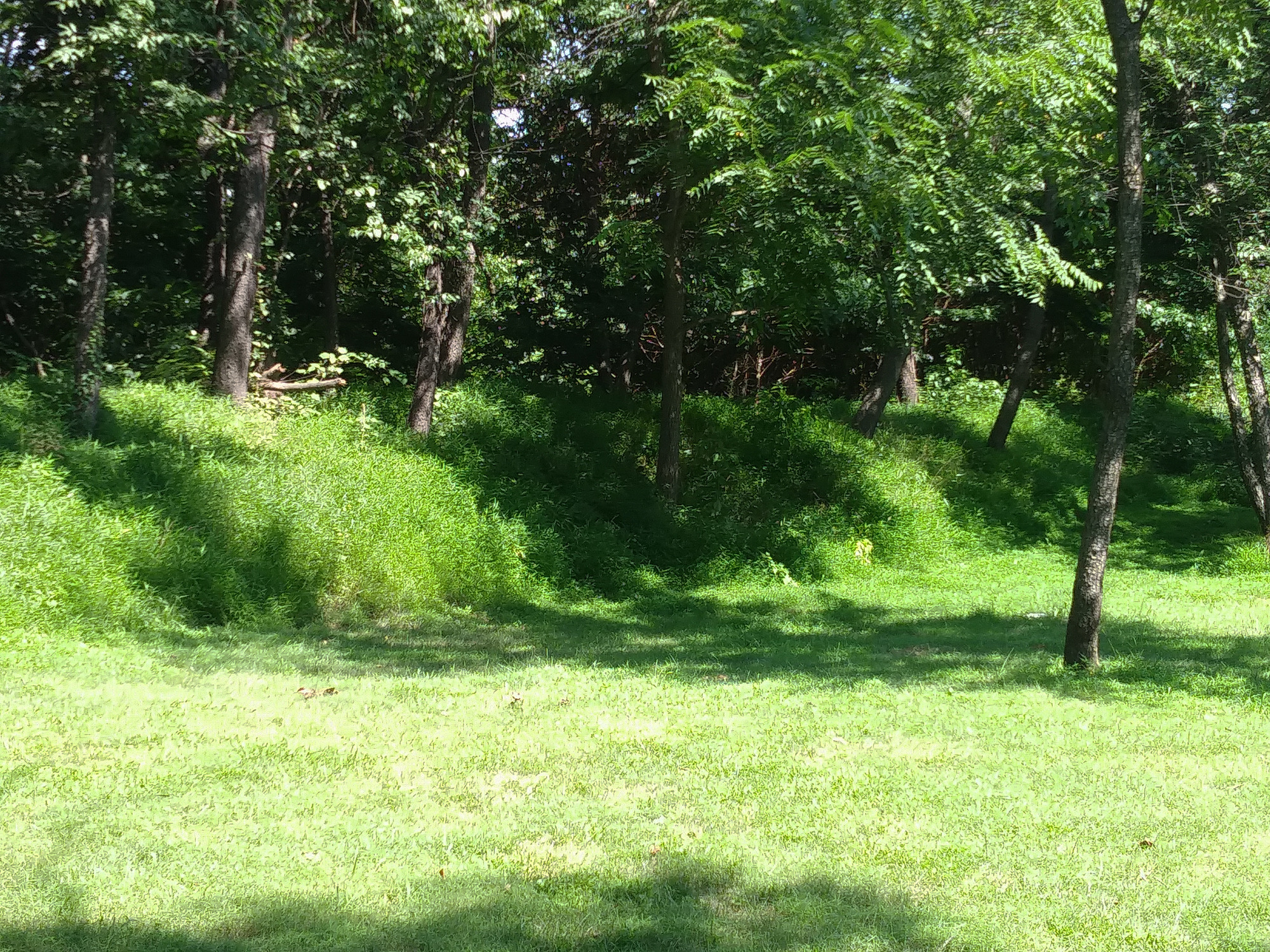Trees grow from a partly mowed grass earthwork.