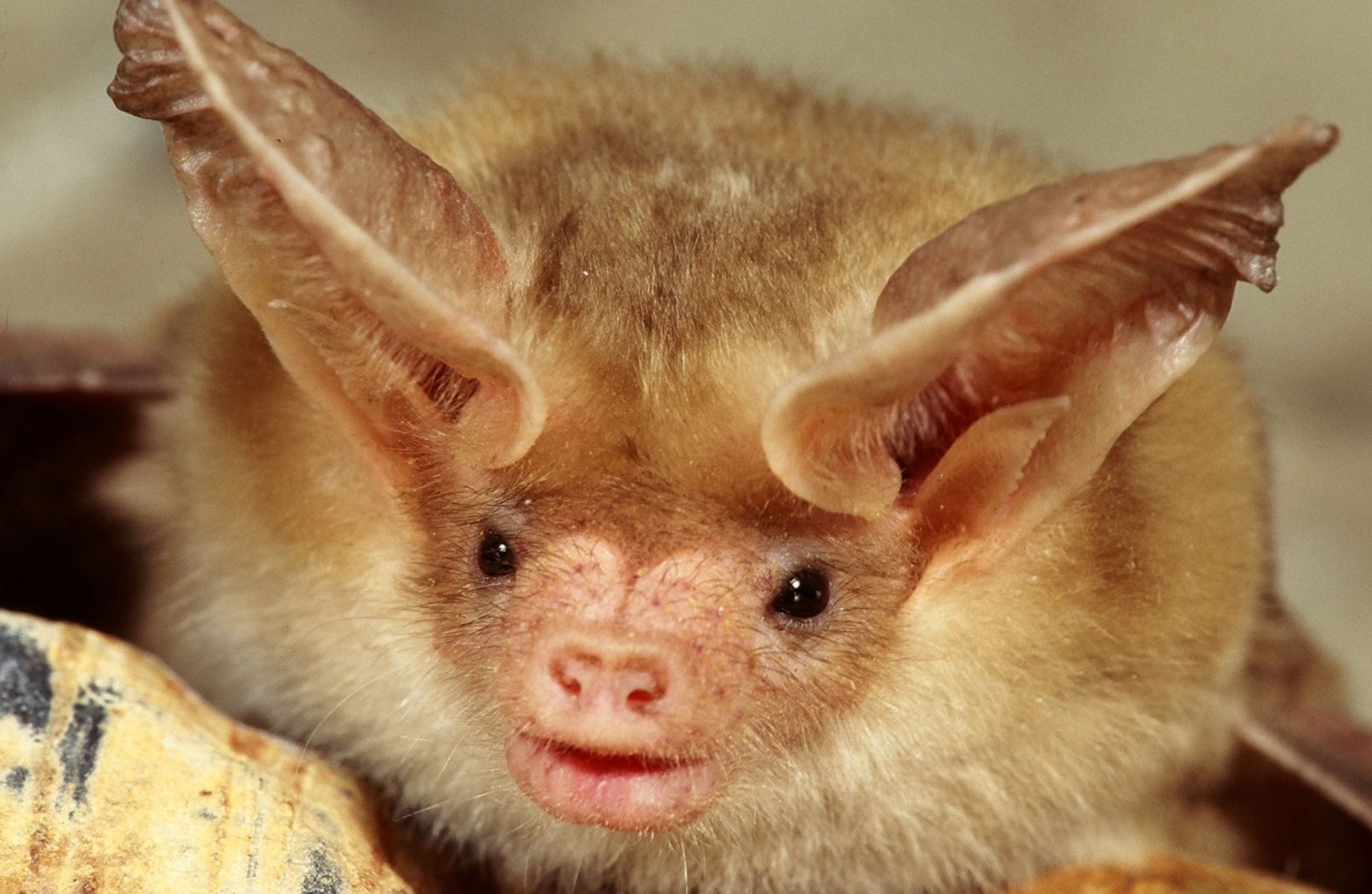 A close-up image of the head of a pallid bat with blonde fur, large-pointy ears, and a smooshed nose.