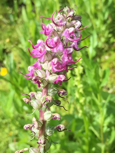 Elephant's Head Pedicularis (Pedicularis groenlandica)