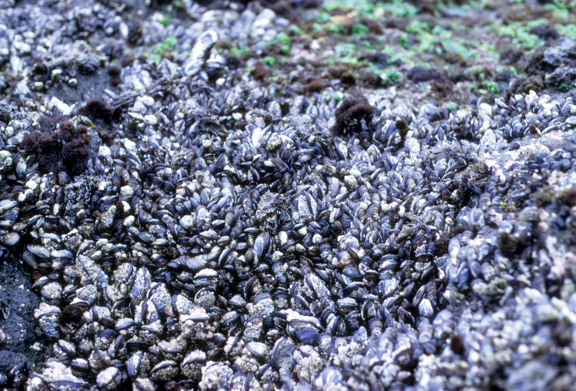Mussels