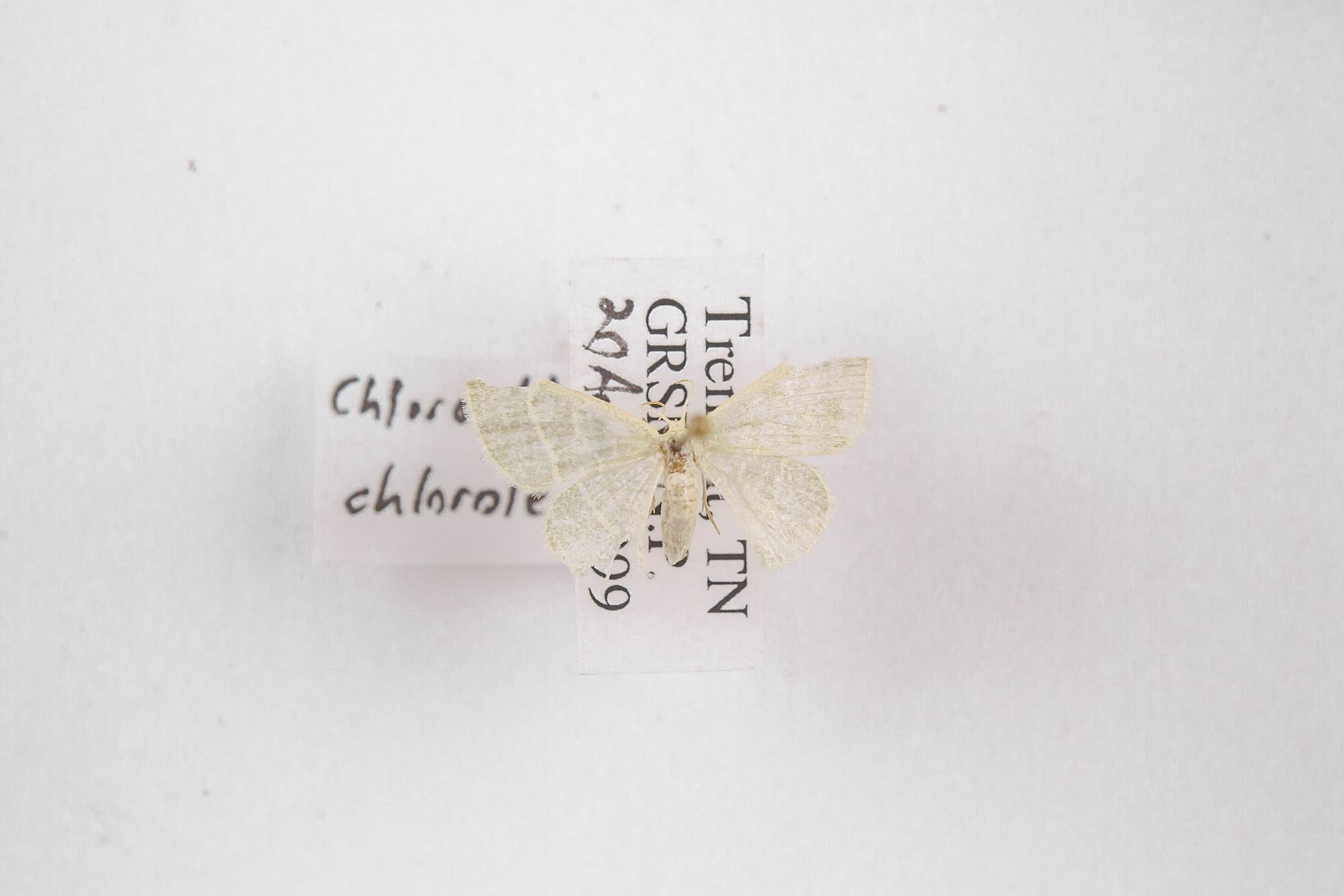 Image of Chlorochlamys chloroleucaria, a species of Animalia